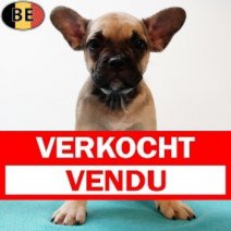 X Franse Bulldog 150425 M(BE3952) 020725 Verkocht - Vendu.jpg