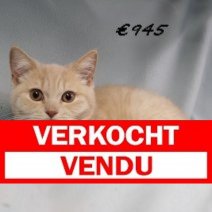 Brits korthaar M 280225 (CZ4200) 170225 Verkocht - Vendu.jpg
