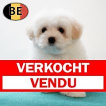 Havanezer M 060525 (BE5260) 090725 Verkocht - Vendu.jpg