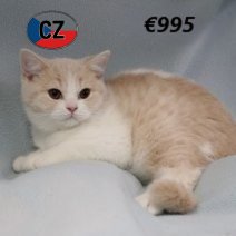 Brits korthaar 280225 (CZ4195) 170625.jpg