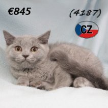 Brits korthaar M 260225 (CZ4187) 170625.jpg