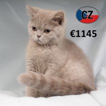Brits korthaar M 280225 (CZ7398) 170625.jpg