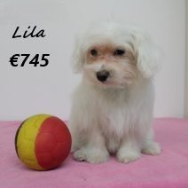maltezer Lila F 270125 (BE0425) 270525.jpg