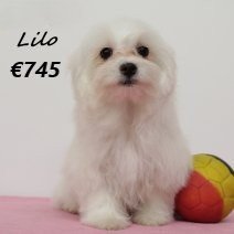 maltezer Lilo F 270125 (BE9471) 270525.jpg