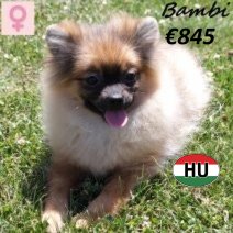 Kees Bambi 040125 F(HU1131) 300625.jpg