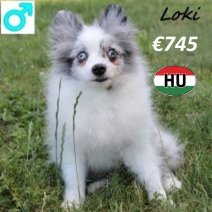Kees Loki 050125 M(HU9666) 300625.jpg
