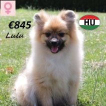 Kees Lulu 040125 F(HU9664) 300625.jpg