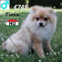 Kees Twix 040125 M(HU9673) 300625.jpg