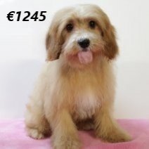 Cavapoo 010225 F(HU1175) 070625.jpg