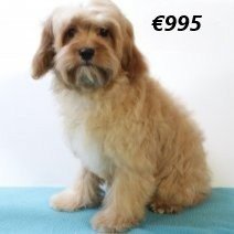 Cavapoo 010225 M(HU1176) 070625.jpg