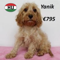 Cavapoo 010225 F(HU1178) 070625.jpg