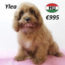 Cavapoo 010225 F(HU1181) 070625.jpg