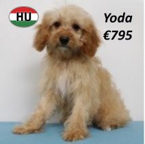 Cavapoo 010225 M(HU1172) 070625.jpg