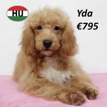 Cavapoo 011224 F(HU2442) 070625.jpg