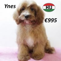 Cavapoo 290125 F(HU1174) 070625.jpg