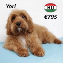 Cavapoo 290125 M(HU1169) 070625.jpg