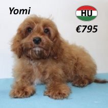 Cavapoo 290125 M(HU1170) 070625.jpg