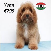 Cavapoo 290125 M(HU1171) 070625.jpg