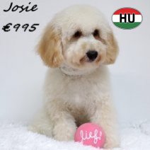 Maltipoo Josie 011224 F(HU2440) 160625.jpg