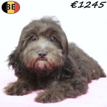 Cavapoo 290325 F(BE4090) 160725.jpg