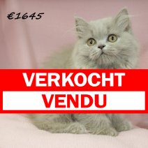Brits langhaar F 280225 (CZ4186) 170625 verkocht - vendu.jpg