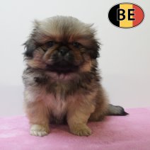 Pekingees 170525 F (BE2270)160725.JPG