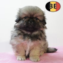 Pekingees 170525 F (BE2959)160725.JPG