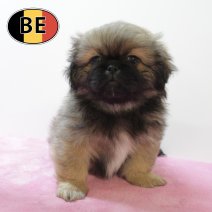 Pekingees 170525 F (BE4664)160725.JPG