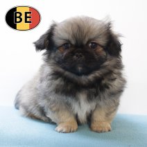 Pekingees 170525 M (BE3828)160725.JPG