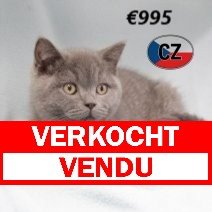 Brits korthaar M 280225 (CZ7410) 170625 verkocht - vendu.jpg