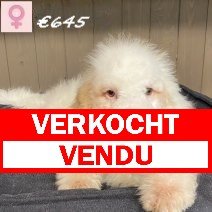 Lagotto Romagnolo 311024 (HU7942) 110325 verkocht - vendu.jpg