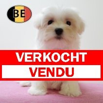 Maltezer F 240425 (BE7128) 040725 verkocht - vendu.jpg