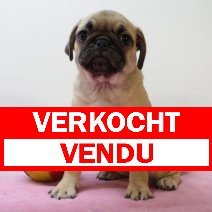 Mops F 070425 (BE3965) 110625 verkocht - vendu.jpg