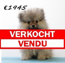 Pomeriaan M 030325 (HU1268) 250625 verkocht - vendu.jpg