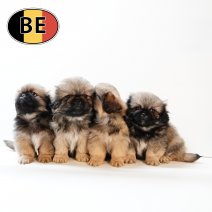 Pekingees 170525 (BE)160725.JPG