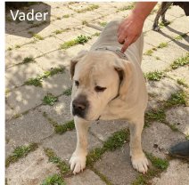 Boerboel Vader (BE).jpg