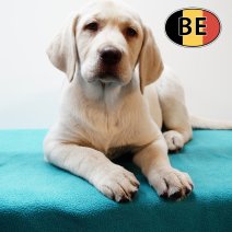 Labrador 030525 M (BE5742)180725.JPG