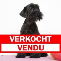 Schnoodel 100225 F (BE6696) 120525. Verkocht - Vendu.jpg