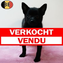Schipperke 150525 F(BE6671) 110725 verkocht - vendu.jpg