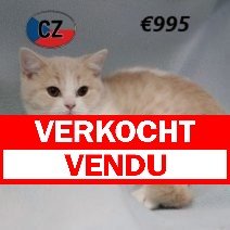 Brits korthaar 280225 (CZ4195) 170625 verkocht - vendu.jpg