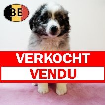 Miniature American Shepherd 130525 F (BE3462)160725 verkocht - vendu.jpg