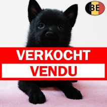 Schipperke 150525 F(BE6545) 110725 verkocht - vendu.jpg