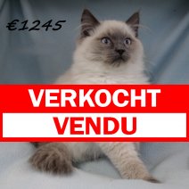 Ragdoll M 140225(CZ4192) 170625 verkocht - vendu.jpg