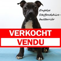 Engelse Staffordshire-bullterrier 170225 M(FR8996) 200625 verkocht - vendu.jpg
