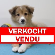 sheltie 240425 M (BE6908) 270625 verkocht - vendu.jpg