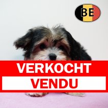 Havanezer F 060525 (BE4081) 090725 verkocht - vendu.jpg