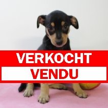 pinscher 040525 F(BE3872) 270625 verkocht - vendu.jpg