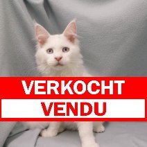 Maine Coon 060325 M (HU5524) 260625 verkocht - vendu.jpg