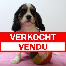 Cavalier King Charles 010425 F(BE6665) 130625 verkocht - vendu.jpg