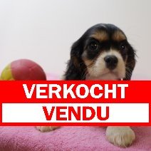 Cavalier King Charles M 010425 (BE6777) 200625 verkocht - vendu.jpg